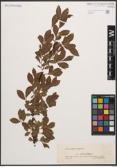 Foto von Salix cinerea L.